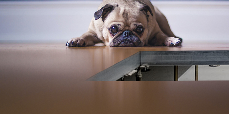 svp_banner_kontakt_800x400